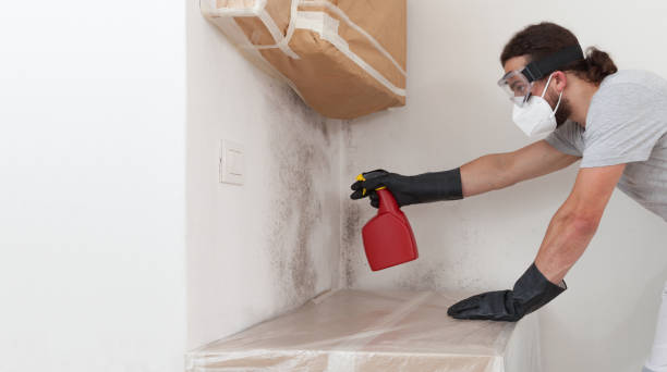 Professional Attic Mold Removal technician working in Belvidere, NJ
