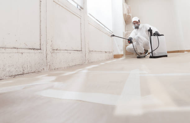 24/7 Emergency Attic Mold Removal experts in Belvidere, NJ