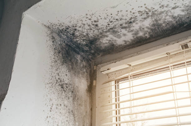 Affordable Attic Mold Removal solutions in Belvidere, NJ