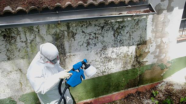 Top rated local Attic Mold Removal specialists in Belvidere, NJ